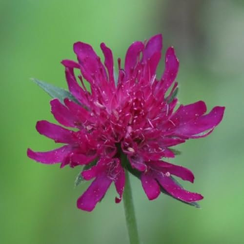 15 piezas semillas sarnosas, flores semillas, plantas (Knautia macedónica) semillas de flores silvestres, balcón flores resistentes, jardín prado de flores, plantas en macetas reales