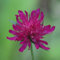 15 piezas semillas sarnosas, flores semillas, plantas (Knautia macedónica) semillas de flores silvestres, balcón flores resistentes, jardín prado de flores, plantas en macetas reales