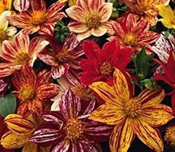 Großer Verkauf! Lila + rote Glockenblumen, Fuchsia-Samen, Topfblumensamen, Topfpflanzen, hängende Fuchsia-Blumen, 50 Stück/Beutel, #P8OYBX