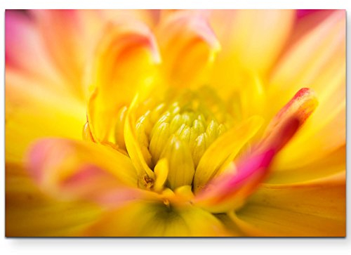 Paul Sinus Art Rosa-gelbe Dahlie – Macrofotografie - Leinwandbild 120x80cm