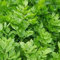 Lovage- levisticum Officinalis- 50 Semillas -