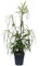 Esskastanie `Asplenifolia´, Castanea sativa, 100-120cm im 5 Liter Topf