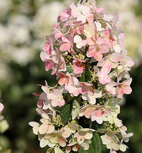 Rispenhortensie Confetti 40-60cm - Hydrangea paniculata