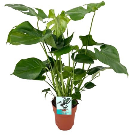 Hole plant - Monstera Deliciosa height 60 cm pot size 19 cm