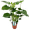 Plante trou - Monstera Deliciosa hauteur 60cm pot taille 19cm