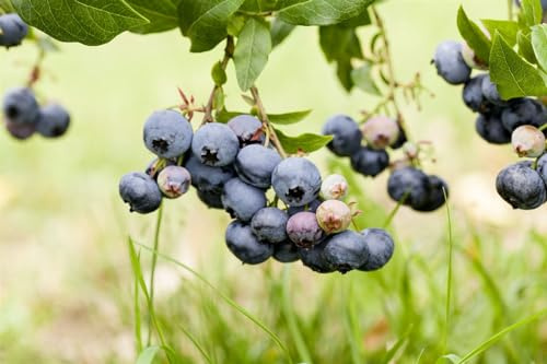 Vaccinium corymbosum 'Duke' 40-60 cm – Winterhart, Mehrjährig, Pflegeleicht – Heidelbeere – Beerenstrauch für Garten & Kübel