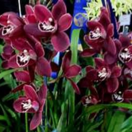 Cymbidium Bulbos,cymbidium orchidee,orquídeas bulbos,bulbos de Phalaenopsis,Perenne,romántico,Orquídeas plant,regalo,decoración de interiores y jardines,buena resistencia al frío.-3bulbos-B