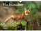 Fuchszauber DIN A3 Kalender für 2022 Fuchs und Füchse - Seelenzauber