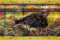 ENSKY 1000-275 1000 Stück Jigsaw Puzzle, Spirited Away After The Feast, Premium Foil Jigsaw Puzzle, When Completed, 19.7 x 29.5 inches (50 x 75 cm)