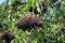 100 Samen Schwarzer Holunder Sambucus nigra