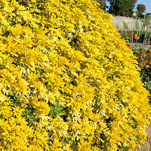 Elixir Gardens 1 x Choisya Sundance (4.5L Pot) | Fully Established Hardy Evergreen Outdoor Flowering Shrubs & Bushes | Rhododendron-Viburnum-Abelia-Phormium-Camellia-Sarcoccoca & More