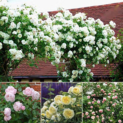 Potseed 20Pcs: 20 / 50Pcs Garten Balkon BeautifulPlants Kletterrose Seeds C1My