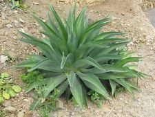 AGAVE Desmettiana 15 SEMI:SEEDS