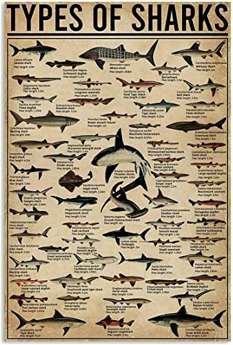 Lustige Arten von Hai-Poster, Hinweis für Taucher, als Dekoration, Badezimmer, Geschenk für Taucher, Schilder, Vintage-Straßenschilder, High Way, Metallblechschild, Außen- und Innenwand, Retro-Vintage