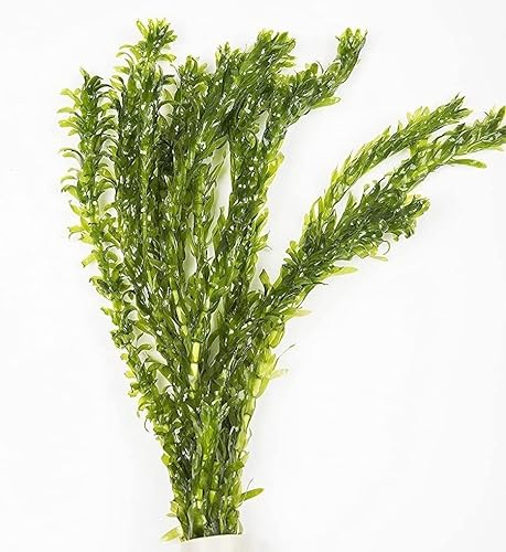 5 x Elodea Densa, pianta ossigenante per stagno vivo, anche pianta acquatica da acquario