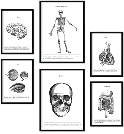 Nacnic-Set von 6 Organen und Knochenplakaten. Sammlung von Platten mit ästhetischer Collage für Innendekoration. Größen A3 und A4. Rahmenlos