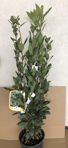 Laurus nobilis - Echter Lorbeer 25-30 cm - Container