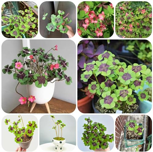 semi di trifoglio fortunato - semi di fiori selvatici perenni resistenti piante in vaso pianta in vaso piante da balcone trifoglio fortunato perenne da giardino resistenti per il 1000pcs