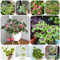 semi di trifoglio fortunato - semi di fiori selvatici perenni resistenti piante in vaso pianta in vaso piante da balcone trifoglio fortunato perenne da giardino resistenti per il 1000pcs