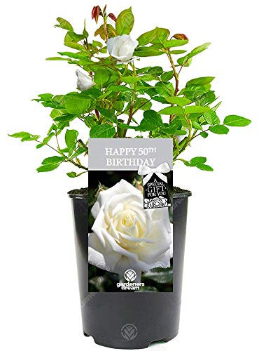 Happy Birthday Rose - 50th Birthday Gift - Help Celebrate Someone Special's 50th with a Unique Living Plant Gift