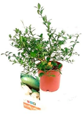 Caviar Cítrico (Citrus Australasica) Natural Árbol de Exterior Tropical