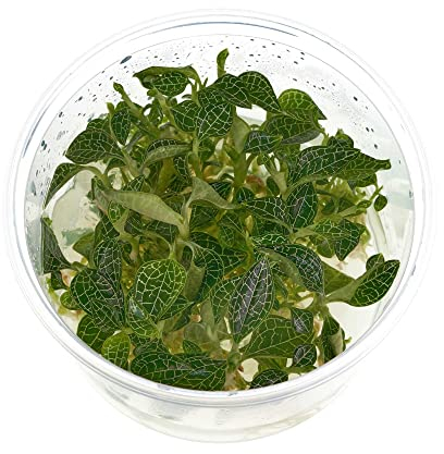 Juwelorchidee - Macodes Anoectochilus roxburghii Silver Mine - Zimmerpflanze - Terrariumpflanze - Pflanze für Flaschengarten - In Vitro Becher ohne Schädlinge - in Vitro XL Ø 8,5cm - 7 Pflanzen