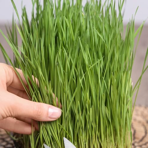 200 Pcs Katzengras Samen Bio - Cat Grass - Gemüsepflanzen, Alte Gemüsesorten Samen Dactylis Glomerata, Wheatgrass, Katzen Grass, Steingartenpflanzen Winterhart Herbst Deko, Gemüsesamen