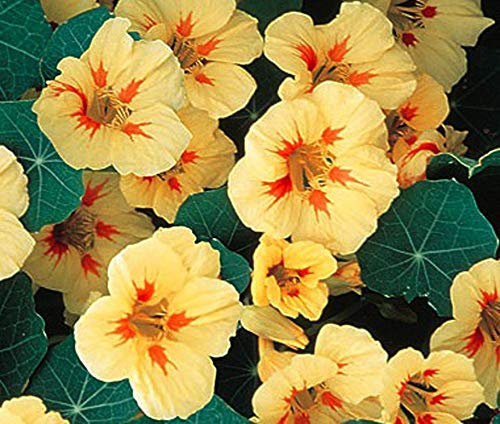 10 Nasturtium Tropaeolum Majus Nanum Peach Melba Seeds - Creamy Yellow Flowers - 10 Seeds