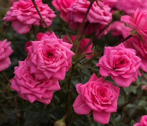 Dehner Zwergrose Sugar Baby®, Züchter Tantau, gefüllte nicht duftende rosa Blüten, 15-30 cm exkl. Pflanztopf, Topfware