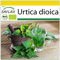 SAFLAX - Ecológico - Ortiga - 2000 semillas - Urtica dioica