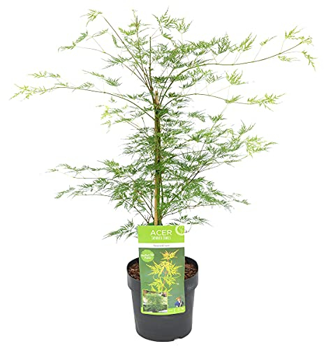 Bloomique - Acer Palmatum Emerald Lace - Érable du Japon - Feuillage vert - Plantes de jardin - Résistant au gel - 50-70 cm de haut - Pot 19 cm