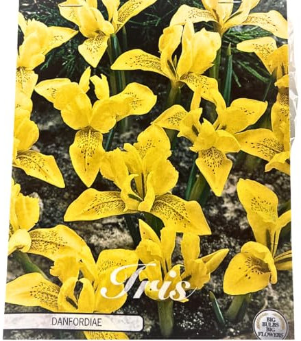 Bulbos de flores en caja de regalo - bulbos, tubérculos de varias plantas resistentes al invierno para jardín y balcón - multicolor (30 bulbos Iris-Danfordiae)