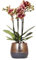 Kolibri Orchids | gelb rote Phalaenopsis Orchidee - Spanien + Elite Ziertopf Kupfer - Topfgröße Ø9cm - 40cm hoch | blühende Zimmerpflanze im Blumentopf - frisch vom Züchter