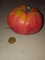 Portal Cool Huevo Toro tomate gigantes 200 Semillas Semillas