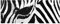 Bilderwelten Top Tiere Glasbilder Wandbild Foto Kunstdruck 30 x 80 cm, Zebra Crossing