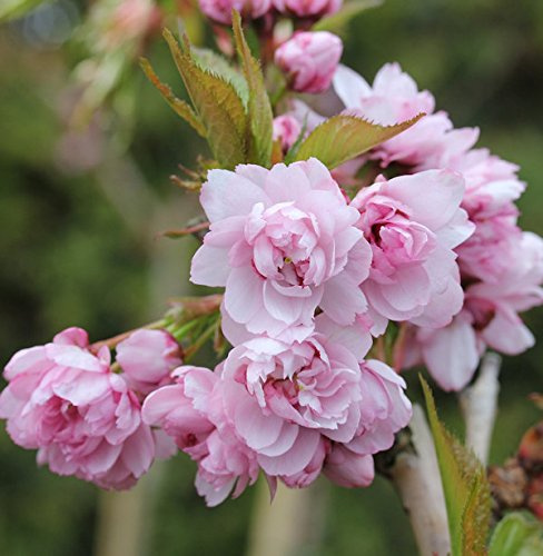Japanische Hänge Nelkenkirsche 125-150cm - Prunus serrulata - lebende Gartenpflanze aus den Baumschulen