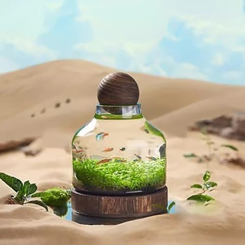 MegLob Aquarium pour Poissons Betta, Bocal en Verre avec Base en Bois, Aquarium Micro-Paysage, Vase en Verre 2 en 1 pour Fleurs, Aquarium Moderne pour Présentation sur Table,S