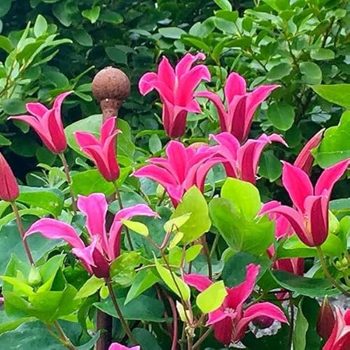 Plant Theory 60cm Cane Clematis Princess Diana Pink Flowering Vine Climbing Plant 2L Pot