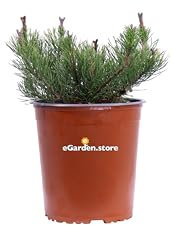 Pianta di Pino Nano o Pinus Mugo Pumilio pianta ornamentale da esterno conifera nana cespuglio di Pino pianta vera venduta da eGarden.store