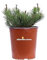 Pianta di Pino Nano o Pinus Mugo Pumilio pianta ornamentale da esterno conifera nana cespuglio di Pino pianta vera venduta da eGarden.store