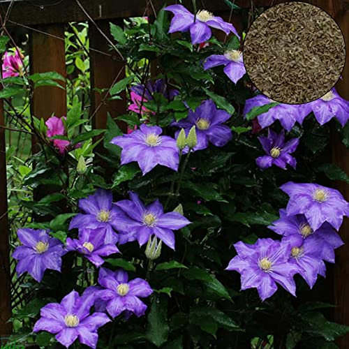 Saterkali Clematis-Samen, 100 Stück/Beutel Clematis-Samen, gesund, einfach zu pflanzen, DIY-Haus, dekorative Pflanzen, Samen für Zuhause Helles Lila Clematis-Samen