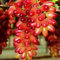 2* Vitis vinifera, kernlose Trauben, lebende Pflanzen, natürliches Wachstum, winterharte Trauben, kugelförmige Trauben, winterharte Trauben-C