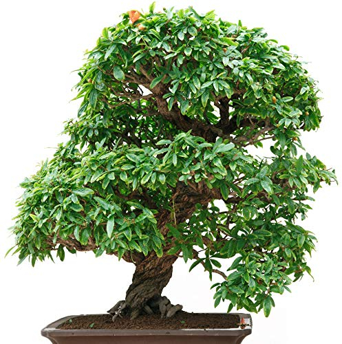 Seedeo® Bonsai Anzuchtset Zwerg-Granatapfel Punica granatum nana