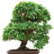 Seedeo® Bonsai Anzuchtset Zwerg-Granatapfel Punica granatum nana