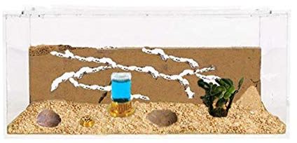 - Natürliche Ameisenfarm aus Sand - Acryl Set Big 20x15x10 cm | Free Ameisen enthalten