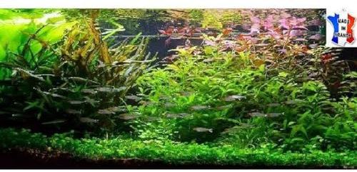 Lot plantes vivantes aquarium de 200 Plantes en 15 variétés à racines et tiges + 20 tiges gratuites