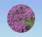 200 Graines de fleurs rampantes thym rampant serpolet - vivace Couvre - sol fleur massif bordure