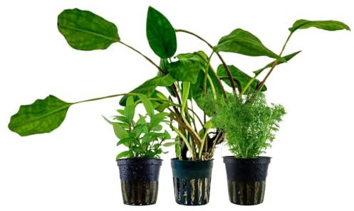 AquaOne Aquarium Pflanzen I 3X Wasserpflanzen I Einsteiger Aquarienpflanzen I Staurogyna Lagenandra Limnophila I Set mit 3 einfachen Aquariumpflanzen