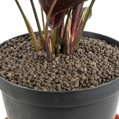 Cost Wise Clay Pebbles for Plants Pebbles & Hydroponics - LECA Clay Ball, Indoor & Outdoor,3 sizes,pack size 1-20l (1-4mm x 10 litre)