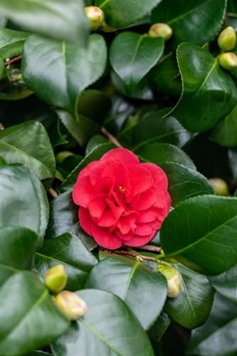 Camellia japonica 'Lady Campbell' - Winterharte Kamelie, Blühende Zierpflanze, Rosa Blüten, 10-15cm, P9 Topf